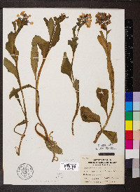 Mertensia virginica image