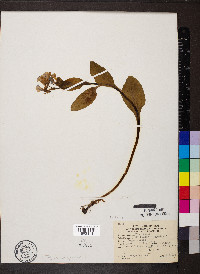 Mertensia virginica image
