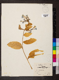 Mertensia virginica image