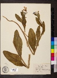 Mertensia virginica image