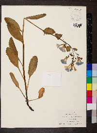 Mertensia virginica image