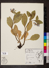 Mertensia virginica image