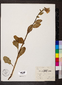 Mertensia virginica image