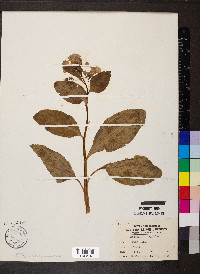 Mertensia virginica image