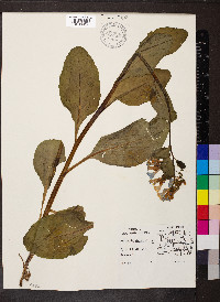 Mertensia virginica image