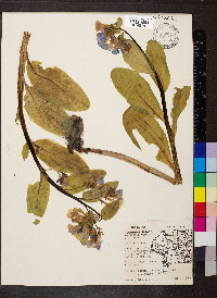 Mertensia virginica image