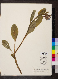 Mertensia virginica image