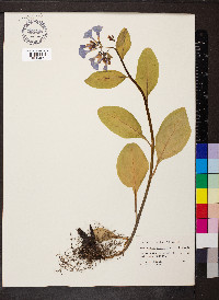 Mertensia virginica image