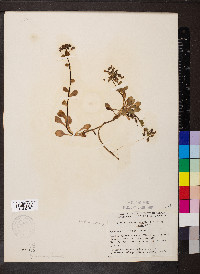 Mertensia maritima subsp. tenella image