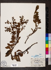 Mertensia maritima image