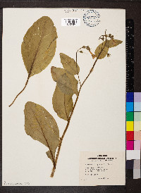 Mertensia virginica image