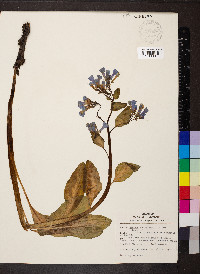 Mertensia virginica image