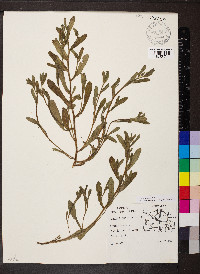 Myosotis verna image