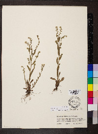 Myosotis verna image