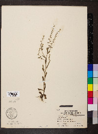 Myosotis verna image