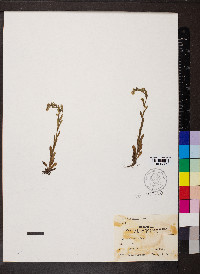 Myosotis verna image