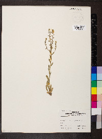 Myosotis verna image