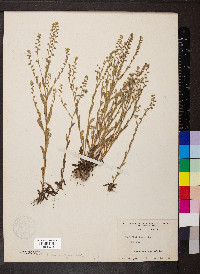Myosotis verna image
