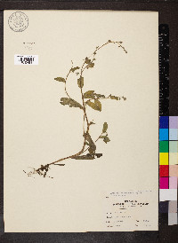 Myosotis macrosperma image