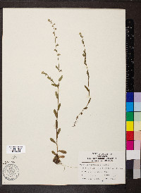 Myosotis macrosperma image