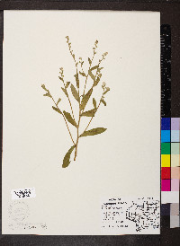 Myosotis macrosperma image