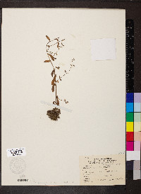 Myosotis macrosperma image