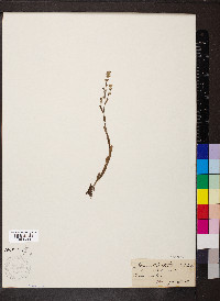 Myosotis stricta image