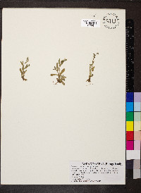 Myosotis stricta image