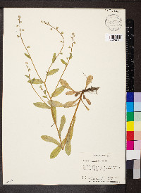 Myosotis macrosperma image