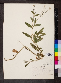 Myosotis scorpioides image