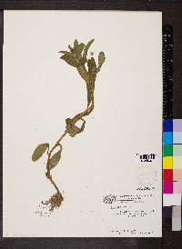 Myosotis laxa image