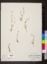 Myosotis stricta image