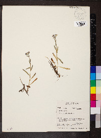 Myosotis sylvatica image