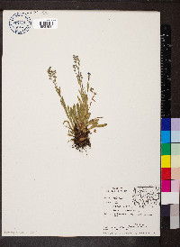 Myosotis sylvatica image