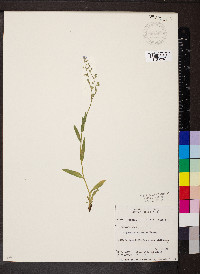 Myosotis sylvatica image