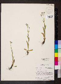 Myosotis sylvatica image