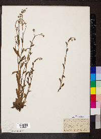 Myosotis arvensis image