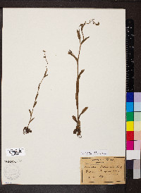 Myosotis arvensis image