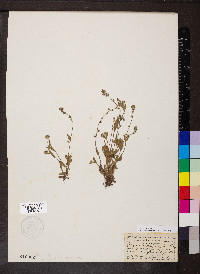 Myosotis discolor image