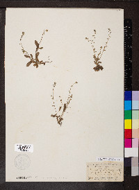 Myosotis ramosissima image
