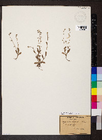 Myosotis ramosissima image