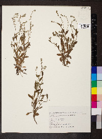 Myosotis ramosissima image