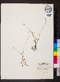 Myosotis stricta image