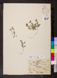 Nemophila parviflora image