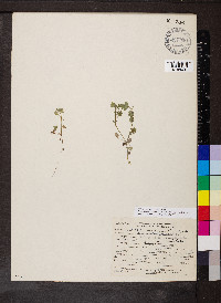 Nemophila parviflora image