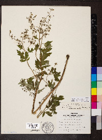 Phacelia bipinnatifida image