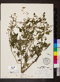 Phacelia bipinnatifida image