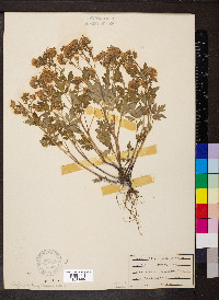 Phacelia bipinnatifida image