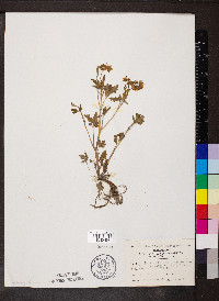 Phacelia bipinnatifida image