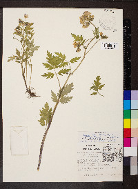 Phacelia bipinnatifida image